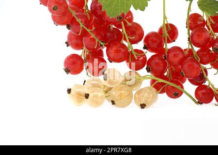 Ribes rosso e ribes bianco su bianco Foto Stock