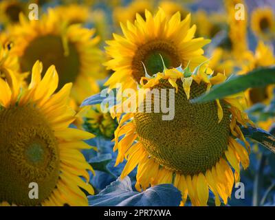 Girasoli in un campo di girasoli alla luce serale in estate Foto Stock