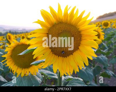 Girasoli in un campo di girasoli alla luce serale in estate Foto Stock
