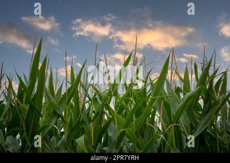 Primo piano del campo di mais contro il cielo blu con le nuvole durante l'ora d'oro Foto Stock