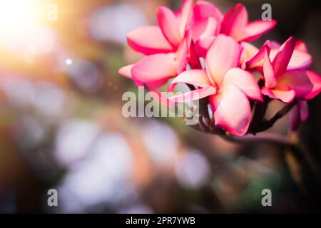 Luce solare di estate brillare attraverso Pink Hawaiian plumeria ibrida, fiori frangipani Foto Stock