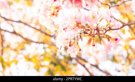 Fuoco selettivo luce morbida bello Pink Tromba fiore o Tabebuia eterofilla Foto Stock