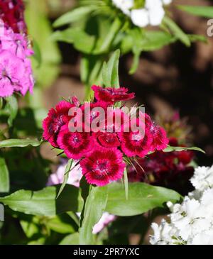 Fiore di garofano turco (latino. Dianthus barbatus) Foto Stock