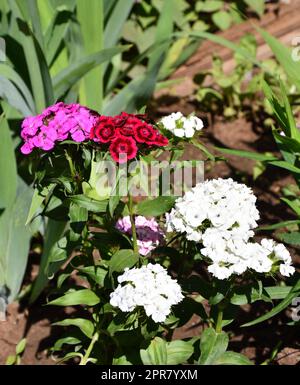 Fiore di garofano turco (latino. Dianthus barbatus) Foto Stock