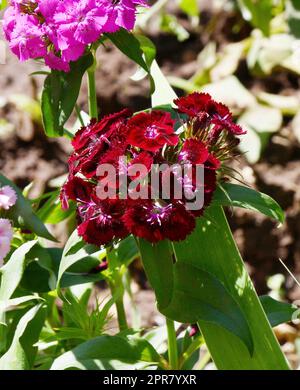 Fiore di garofano turco (latino. Dianthus barbatus) Foto Stock