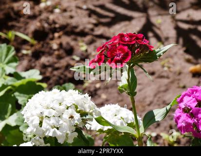 Fiore di garofano turco (latino. Dianthus barbatus) Foto Stock