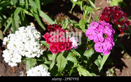 Fiore di garofano turco (latino. Dianthus barbatus) Foto Stock