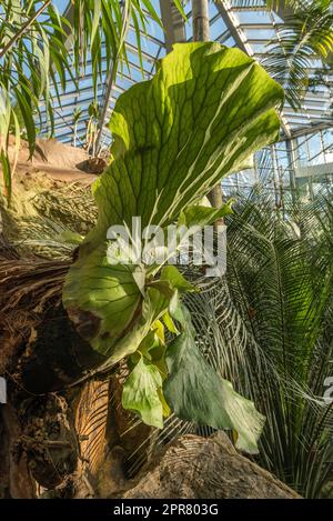 Splendide piante tropicali nel Palmengarten a Francoforte, Germania Foto Stock