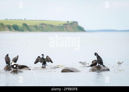 Cormorani (Phalacrocorax carbo) che riposano e asciugano le loro piume Foto Stock