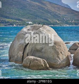 Vista sul mare con acque blu dell'oceano e uccelli selvatici seduti su massi e rocce sulla spiaggia di Camps Bay, città del Capo, Sud Africa. Fauna selvatica avicola, anatre e onde mareali che si gettano intorno a una costa rocciosa Foto Stock