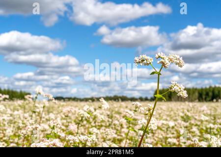 Vista su un campo di grano saraceno in fiore con fiori bianchi Foto Stock