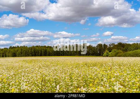 Ampio campo di grano saraceno fiorito in estate Foto Stock