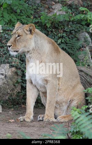 Il leone Asiatico (Panthera leo) è una popolazione di leoni nel Gujarat, India, che è elencata come minacciata dalla Lista Rossa IUCN a causa del suo piccolo po Foto Stock