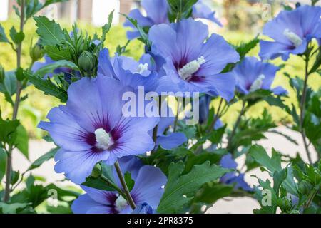 Due fiori di ibisco nel giardino Foto Stock