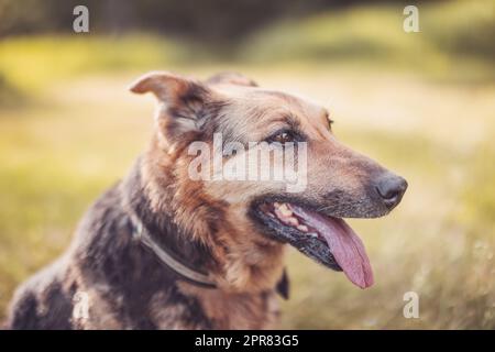 Ritratto di cane di razza mista vecchio all'aperto Foto Stock