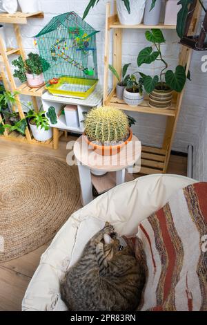 Il gatto dorme in sedia e gabbia con i cavalletti del budgie nell'angolo vivente della casa fra la scaffalatura con il gruppo delle piante interne nell'interno. Pianta domestica cresca Foto Stock