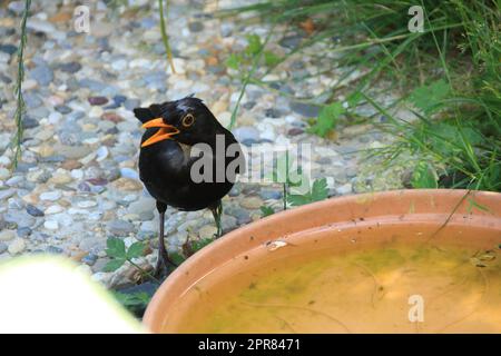 AMSEL si siede in una ciotola di plastica e beve acqua Foto Stock