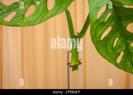 Monstera Monkey Mask o Swiss Cheese Vine, o Andansonii Foto Stock