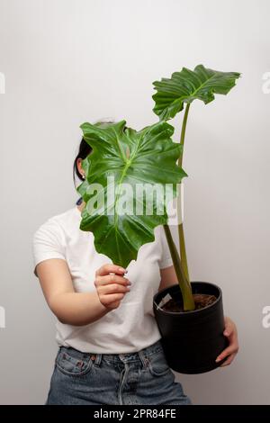 Fiorista che tiene in mano un vaso con piante orecchie di elefante in vaso di plastica. Foto Stock