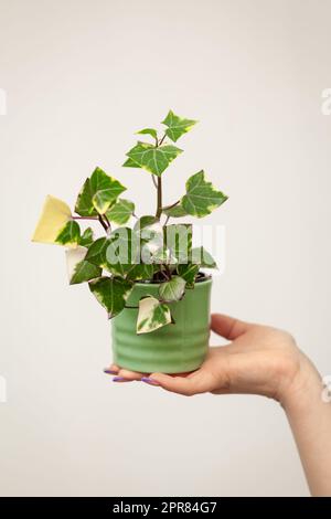 Pentola di tenuta con pianta di Senecio macroglossus, edera Natal o edera di cera. Foto Stock