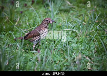 Un mughetto di canzoni, mughetto raccoglie vermi per la loro progenie in un prato. Foto Stock