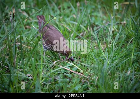 Un mughetto di canzoni, mughetto raccoglie vermi per la loro progenie in un prato. Foto Stock