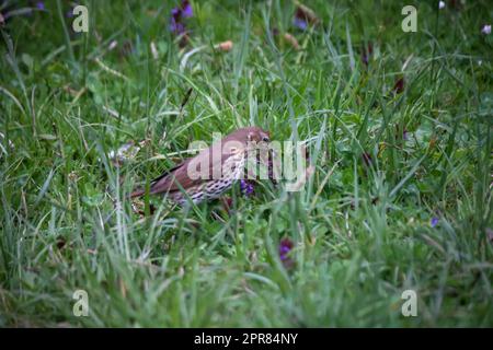 Un mughetto di canzoni, mughetto raccoglie vermi per la loro progenie in un prato. Foto Stock