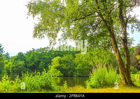 Vista panoramica naturale con lago verde alberi foresta Germania. Foto Stock