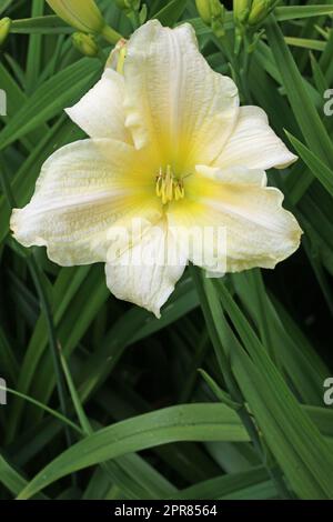 Fiore bianco diurno in primo piano Foto Stock