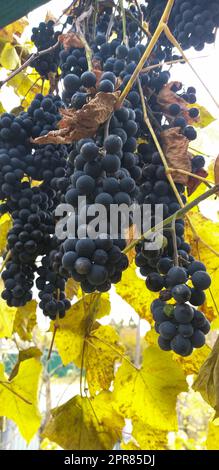 dalla vite pendono grappoli maturi e succosi di uve viola Foto Stock