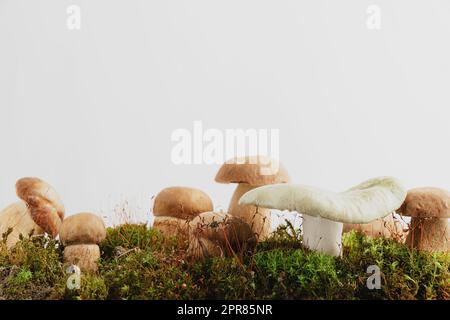 Composizione con funghi boletus edulis marroni modificabili in piedi su muschio verde o erba isolato su sfondo studio color beige pastello. Raccolto autunnale, hobba Foto Stock