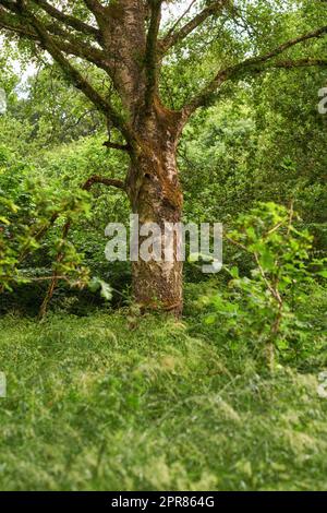 Alto e robusto albero di legno duro che cresce in una remota foresta verde incolta o in una lussureggiante campagna. Paesaggio di boschi ricoperti, sereni e tranquilli. Alla scoperta della pace e della tranquillità in madre natura Foto Stock