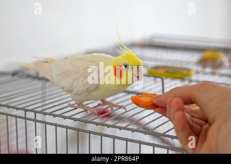 nutrire le carote dalle mani del maschio giallo cockatiel. Cura degli animali domestici Foto Stock