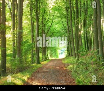 Una foresta lussureggiante e senza fine nei boschi in un giorno d'estate. Sentiero all'aperto nella natura con un'apertura con una luce brillante. Splendido paesaggio con luce solare brillante all'inizio del sentiero Foto Stock