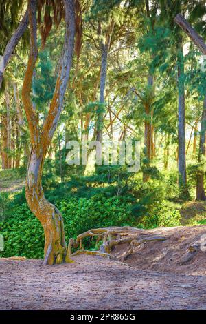 Paesaggio panoramico con dettagli della foresta nella giungla delle Hawaii, Stati Uniti. Posizione remota lungo un sentiero escursionistico immerso nella natura in una giornata di sole. Scenario di cespugli selvatici, alberi forestali e piante lussureggianti in estate Foto Stock