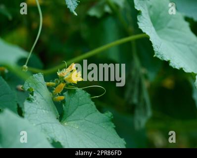 Coltivare cespugli di cetrioli con foglie verdi nell'orto in una giornata estiva Foto Stock