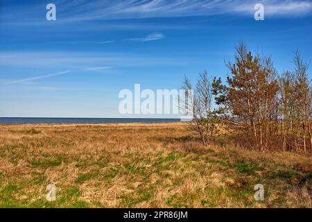 Lussureggiante foresta secca autunnale nell'ecosistema, alti pini che crescono con la natura in armonia e spazio copia. Tranquillo sole mattutino con vista su una giungla zen. Natura rilassante con aria fresca Foto Stock