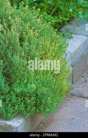 Giardino di erbe selvatiche ricoperto di vegetazione che cresce su un marciapiede o marciapiede di cemento. Varie piante in una lussureggiante aiuola nella natura. Arbusti verdi diversi, prezzemolo, salvia e rosmarino che crescono in un cortile vivace Foto Stock