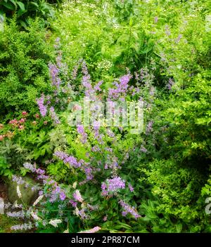 Bellissimi fiori dal mio giardino. Una serie di belle foto del giardino. Foto Stock