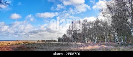 Paesaggio di rustico prato e di frontiera in inverno. Un vasto prato e una foresta di betulle argentate in una nuvolosa giornata autunnale. Boschi colorati, cielo blu e nuvole bianche. Foto Stock