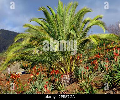 Vivace orticoltura tropicale di palme e piante di aloe vera a la Palma, Isole Canarie, Spagna. Fioritura, fioritura e fioritura di piante succulente che crescono su un pendio collinare in una destinazione remota Foto Stock