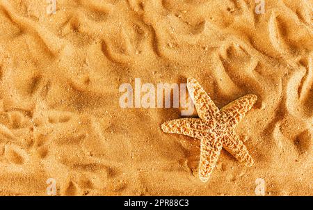 Background of isolated starfish on the golden beach Foto Stock