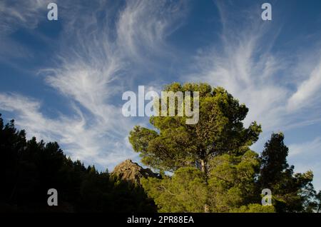 Foresta di Canary Island Pine. Foto Stock