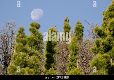 Foresta di pino delle Canarie e luna. Foto Stock