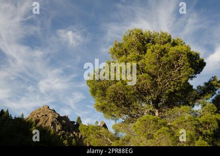 Foresta di Canary Island Pine. Foto Stock