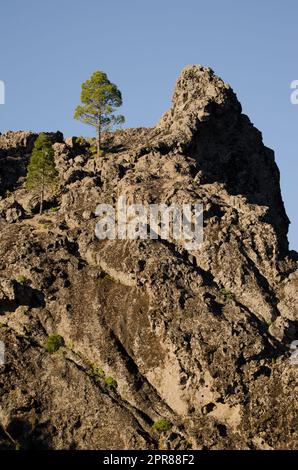 Pini della scogliera e delle Isole Canarie Pinus canariensis. Foto Stock