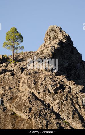 Scogliera e pino delle Isole Canarie Pinus canariensis. Foto Stock