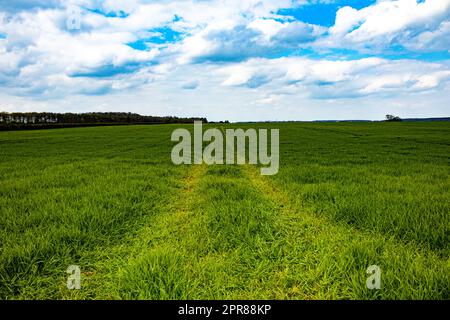 Bellissimo campo primaverile di colture verdi che crescono nella campagna britannica Foto Stock