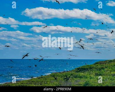 Gli uccelli di Fregat volano su sfondo blu cielo isola Contoy Messico. Foto Stock