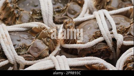 Granchio fresco crudo cinese mitten Foto Stock